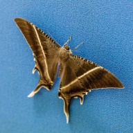 Butterflies & Moths
