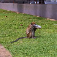 Monkeys