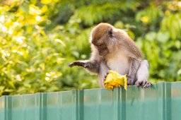 Monkeys, Kuantan Malaysia